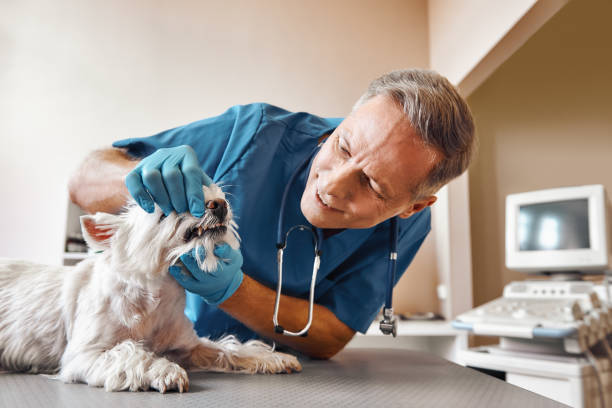 Best Weekend Emergency Dentist in Big Rock, IL